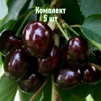 Комплект 5шт / Черешня Дагеста..