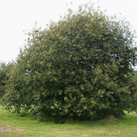 Ива Козья (верба плакучая)